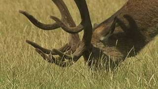 Irate man chases Fenton the dog in Richmond Park [upl. by Sorgalim366]