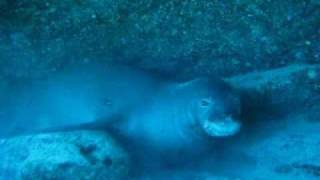 Monk Seal in Hawaii The Hawaiian monk seal Very rare [upl. by Eecak]