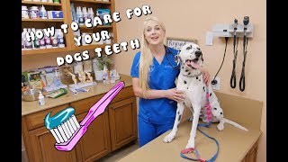 How to Care for your Dogs Teeth [upl. by Adnilreb]