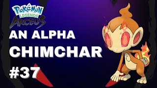 Part 37  An Alpha Chimchar  Pokémon Legends Arceus Walkthrough  Nintendo Switch [upl. by Aihseuqal125]