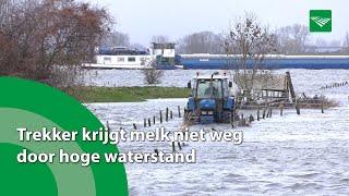 Trekker krijgt melk niet weg door hoge waterstand [upl. by Yance296]