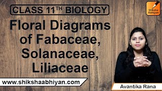 Floral diagrams of Fabaceae Solanaceae Liliaceae CBSE Class 11 Biology [upl. by Amikat]