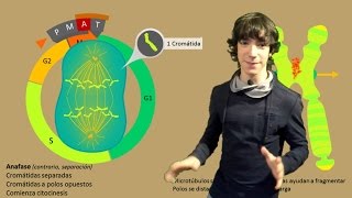 Mitosis Paso a Paso [upl. by Neyuq]