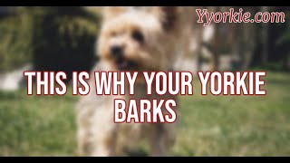 You Wont Believe Why Yorkies Bark So Much Find Out Now [upl. by Adnaugal929]