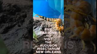 Top5 reasons to visit the Audubon Insectarium insectarium audubon neworleans [upl. by Hamford]