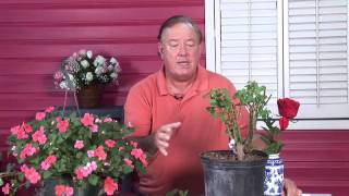 Growing Roses  How to Overcome Fungus Diseases in Roses [upl. by Acisset]