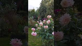 Октябрьское умиротворение в саду dahlias october garden autumngarden [upl. by Selia]