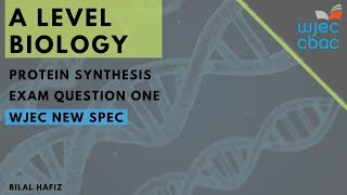 WJEC A Level Biology Protein Synthesis Q1 [upl. by Eeima]