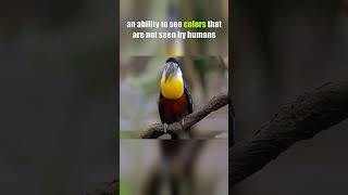 Interesting Facts about Toucan Birds  Animal Facts  Wildlife shorts animal animals [upl. by Noach]