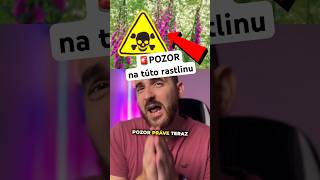 👆pozor si dávaj práve teraz na túto rastlinu fakty [upl. by Channing]