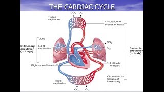 GCSE PE Revision The Cardiac Cycle Paper 1 Cardiovascular System [upl. by Starr]