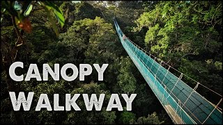 Worlds Largest Rainforest Canopy Walkway  Virtual Tour [upl. by Naimad]