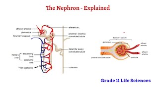 The Nephron  Excretion Grade 11 Life Sciences [upl. by Otokam]