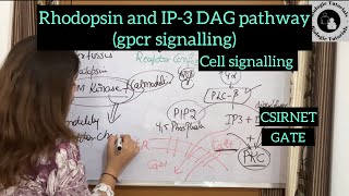 Rhodopsin and IP3 DAG pathway gpcr signaling cell signaling  CSIRNETGATE BiologieTutorials [upl. by Aenea]