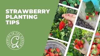 STRAWBERRY Planting Tips [upl. by Calandria]