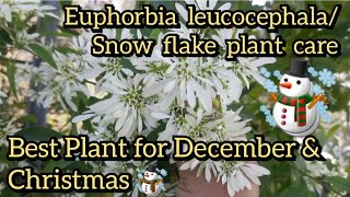 Euphorbia leucocephalasnow bush snow flakeDiamond frost plant care  Best Plant for December ☃️ [upl. by Flita]