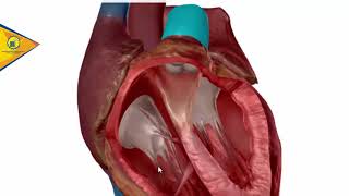 Anatomía del Corazón Valvulas cardiacas  Dr Ottoniel Sánchez [upl. by Aderb]