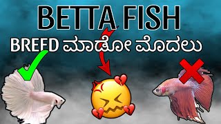 How to condition betta fish for breeding in kannada  fighter fish breeding 🥰 goldenpetskannada [upl. by Tomkins]