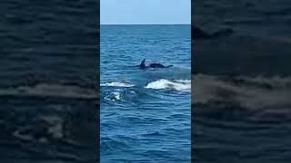 The dolphin dance dolphin fish fishingvideo animals animalslover france animalsvideo [upl. by Er19]