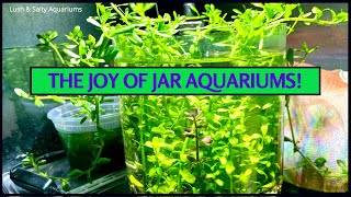 Lotta Green in Tip Jar  The Joy of Jar Aquariums [upl. by Hodgson]