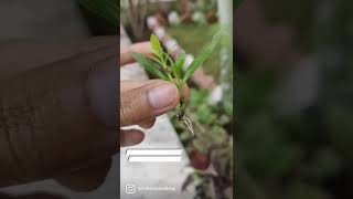 Dianthus propagation  how to grow dianthus cuttings  water propagation dianthus shorts flower [upl. by Nichy]