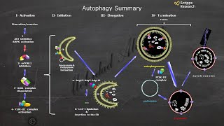 Molecular Mechanisms Underlying the Autophagy Processing in Cell [upl. by Ardnajela]