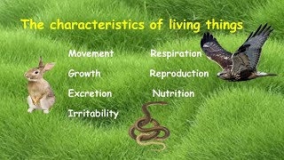 Characteristics of living things with explanations [upl. by Yorel]