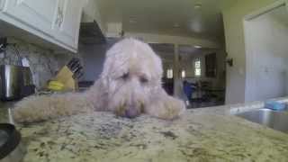 Goldendoodle Dog Steals Food from the Kitchen [upl. by Yhtomiht390]