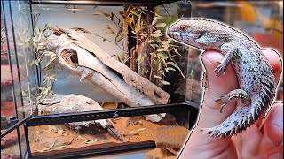 Spiny Tailed Skink UPDATE  Egernia depressa [upl. by Lorelei98]