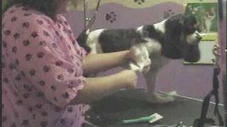 Cavalier King Charles Spaniel Pet Groom Part 2 [upl. by Noinatrad725]