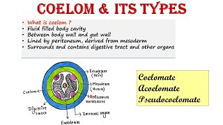 Coelom and its types  Coelomate  Pseudocoelomate  Acoelomate [upl. by Rabbi439]