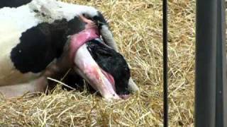 Fair Oaks Farm Indiana Cow having a calf Very cool [upl. by Brookes]