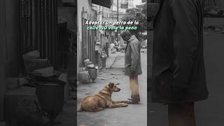 Adoptar un perro de la calle NO vale la pena Shorts animales perros [upl. by Adyahs]