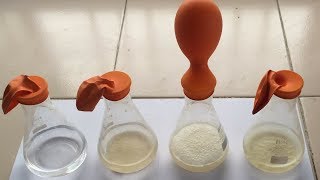 Alcohol Fermentation Process with Yeast  College and School Practical हिंदी में  Fermentation [upl. by Corell]