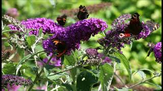 Buddleia davidii [upl. by Aitnahs936]