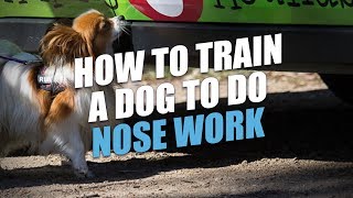 Nose Work  How to start training your dog  DreamK9com [upl. by Yrrehs523]