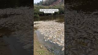 MORTES DE PEIXES ASSUSTADOR NO RIO PIRACICABA SP OLHA SÓ [upl. by Henrik]