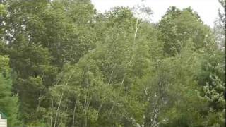 8282011 Birch trees in Hurricane Irene winds  Samsonville NY [upl. by Dorine]