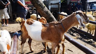 HARGANE KAMBING CENDRUNG MENURUN PASAR MUNING KEDIRI JAWA TIMUR GALERIKAMBINGDOMBAKEDIRI [upl. by Daberath675]