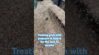 Treating grain in diet feeder [upl. by Pooley]