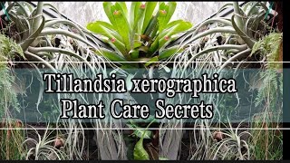 How I can Save my Tillandsia Xerographica amp other species 14 Reasons Why my Airplants Almost Died [upl. by Nedla]