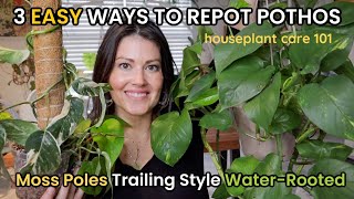 How To Repot POTHOS 3 Ways Pothos Soil Pot Size Fertilizer Watering  Houseplant Care 101 [upl. by Bertolde]