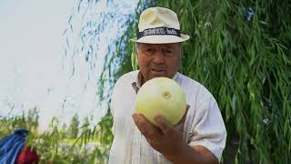 Cápsula 3 quotmanejos producción óptima de cucurbitáceasquot proyecto de manejos técnicos en cucurbitáceas [upl. by Haymes]