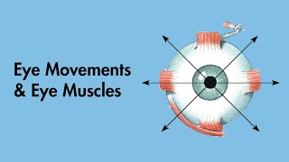 Cardinal Positions of Gaze  Eye Movements and Eye Muscles  Cranial Nerves  MEDZCOOL [upl. by Dreyer]