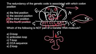 tRNA structure [upl. by Ardiekal548]