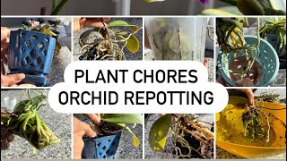 Plant Chores  Orchid Repotting [upl. by Tiffanie]