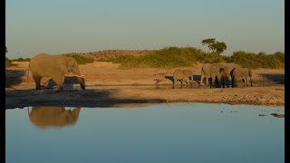 A Trip Through The Kalahari Desert  2020 Wildlife Tour [upl. by Sotnas377]