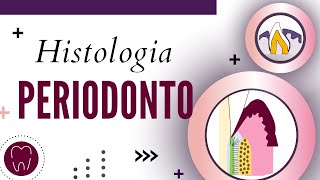 HISTOLOGIA DO PERIODONTO  PERIODONTO DE SUSTENTAÇÃO E PERIODONTO DE PROTEÇÃO [upl. by Ertnom]