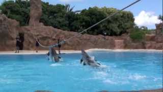 Loro Parque Tenerife  Attraction Park [upl. by Aiel]