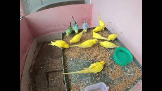 Budgies On chilling Mood Parakeets Early Morning Feeding Time [upl. by Benedetto660]